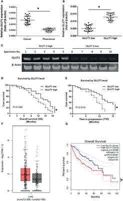 A Novel Microcrystalline BAY-876 Formulation Achieves Long-Acting Antitumor Activity Against Aerobic Glycolysis and Proliferation of Hepatocellular Carcinoma